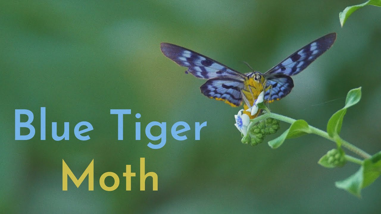 Blue Tiger Moth (Dysphania palmyra) | 4K Nature |