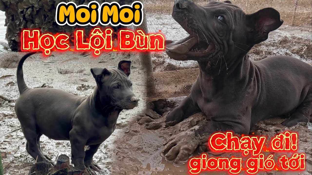 Moi Moi Theo Anh Sen Đi Bắt Sò, Học Lội Bùn, Bị Mắt Mưa Lạnh Run Nhớ Đời