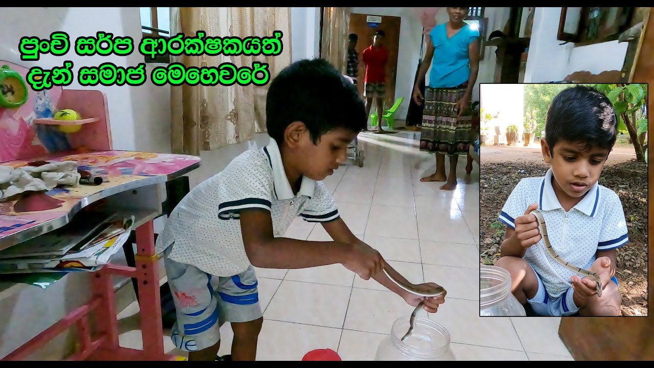 The little snake guardian who went to social work