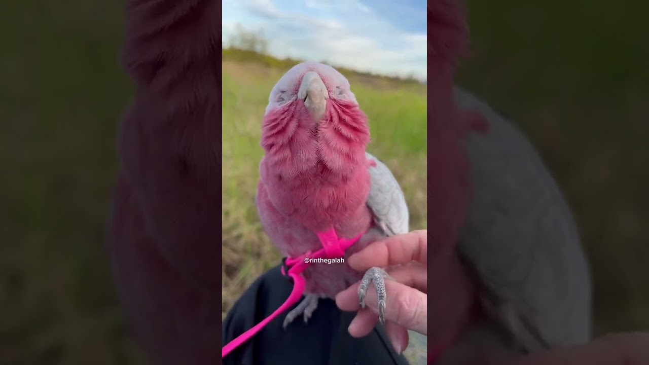 Professional Attention Seeker right here 😁 I&rsquo;m good at what I do 😌 #galah #cockatoo #parrot