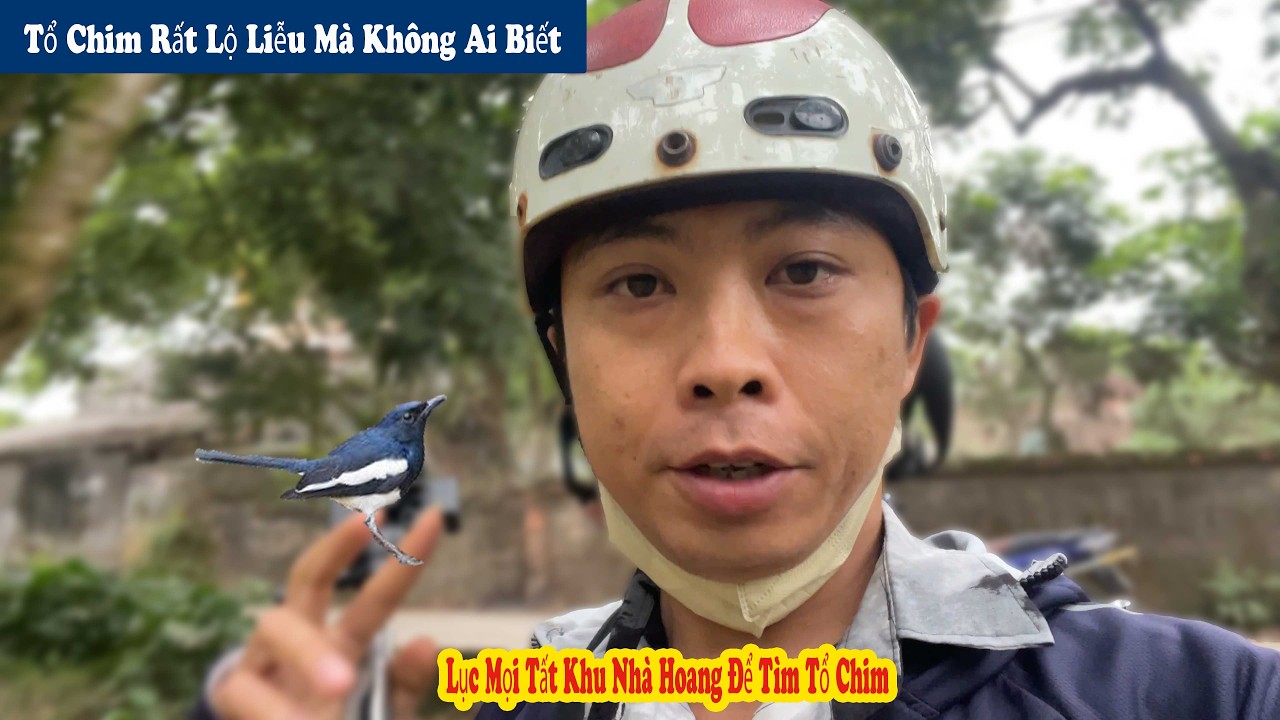 Ph&aacute;t Hiện Tổ Ch&ograve;e Than M&agrave; Ai Cũng C&oacute; Thể Nh&igrave;n Thấy