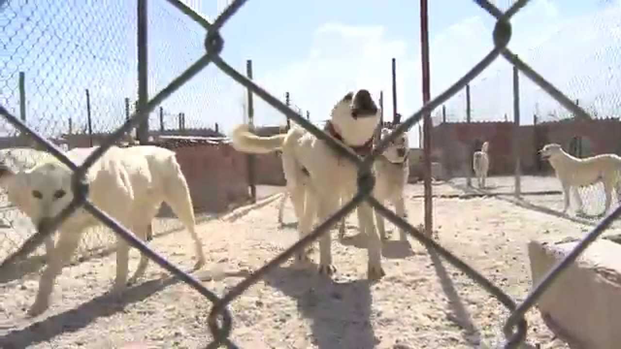 ESOGÜ Kültür ve Bilim Saati - Akbaş Köpekleri