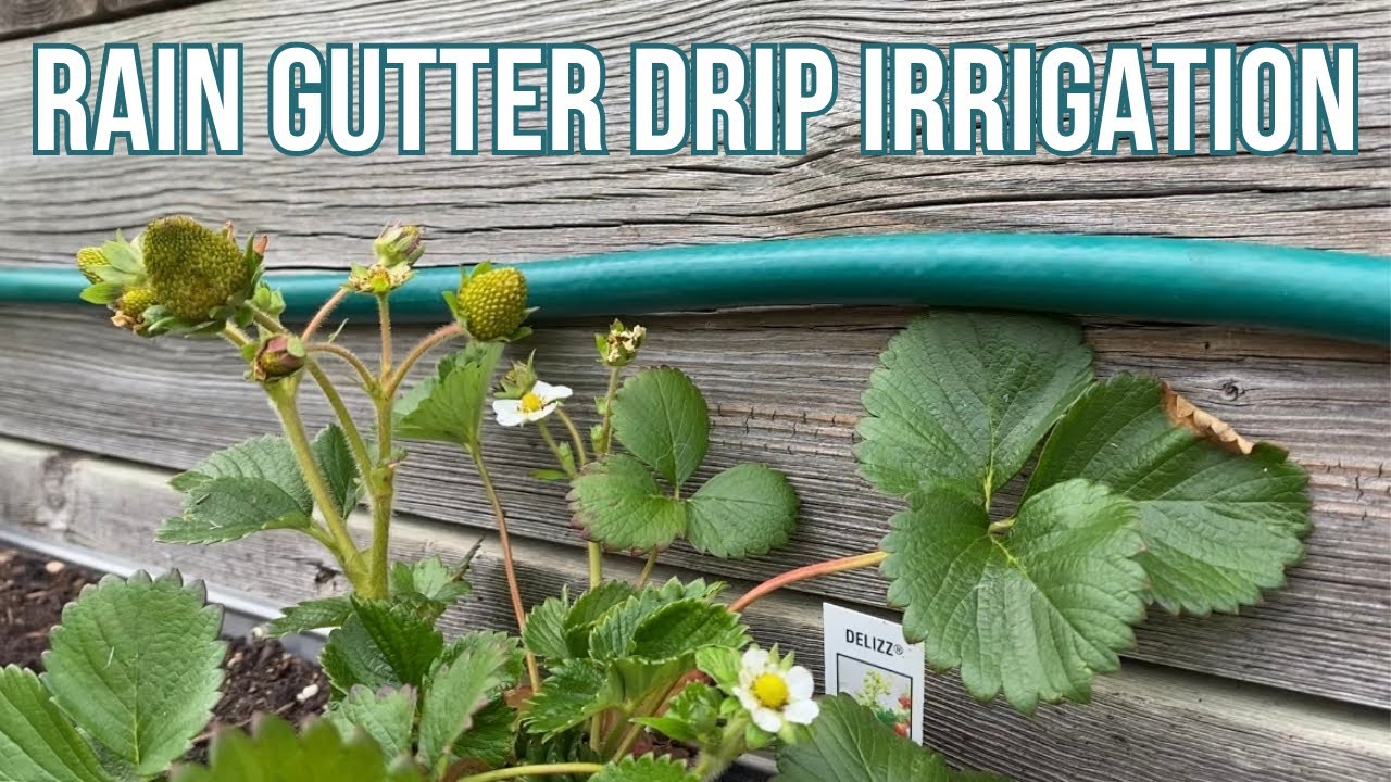 THIS Saved My Rain Gutter Strawberries | Too Much Sun & Heat