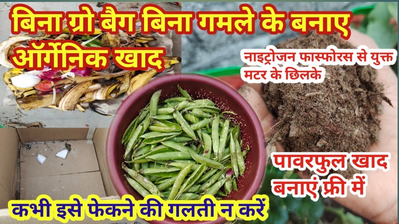 बिना ग्रो बैग बिना गमले के बनाए ऑर्गेनिक खाद,नाइट्रोजन फास्फोरस से युक्त मटर के छिलके से पावरफुल खाद