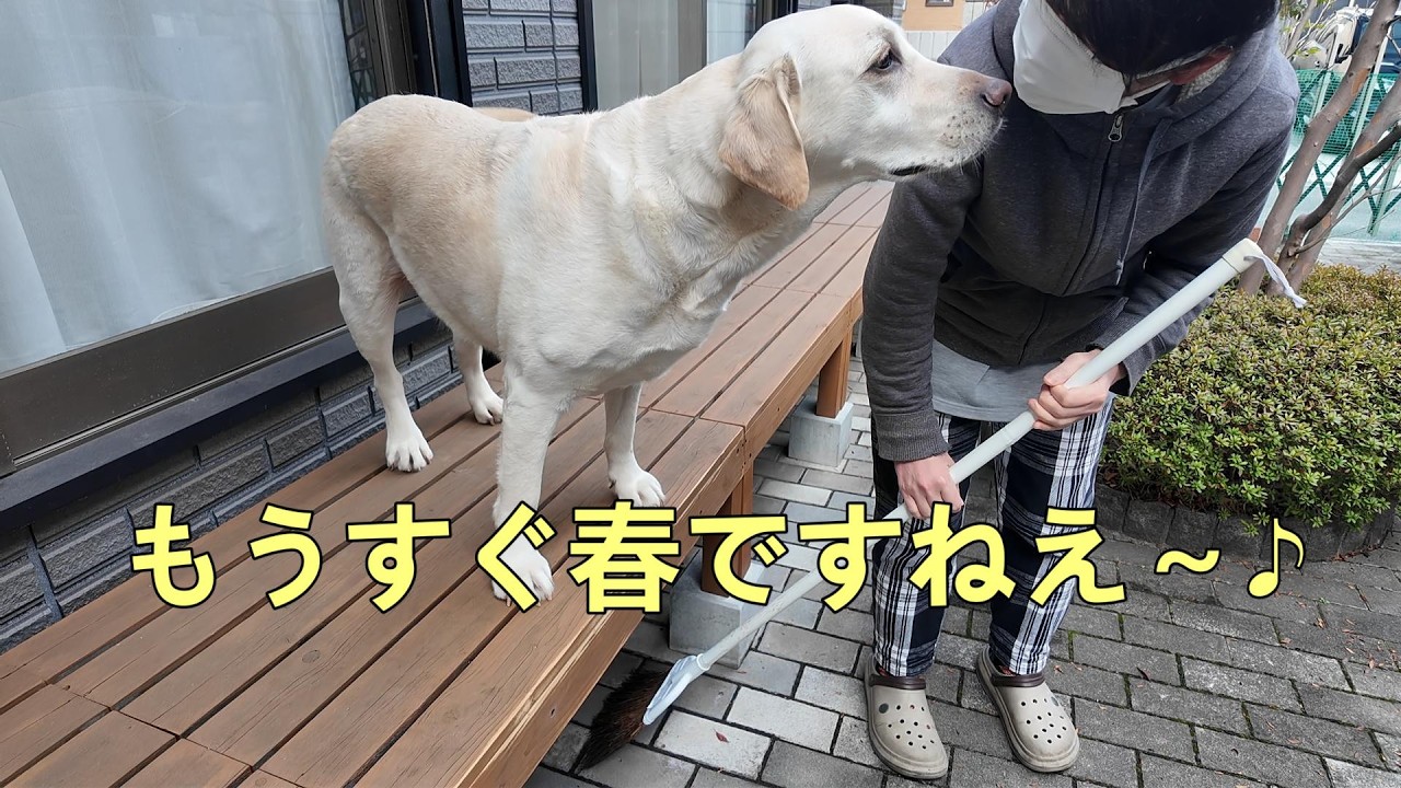 【もうすぐ春ですねえ～♪】陽気に誘われてラブラドールレトリーバーと庭掃除
