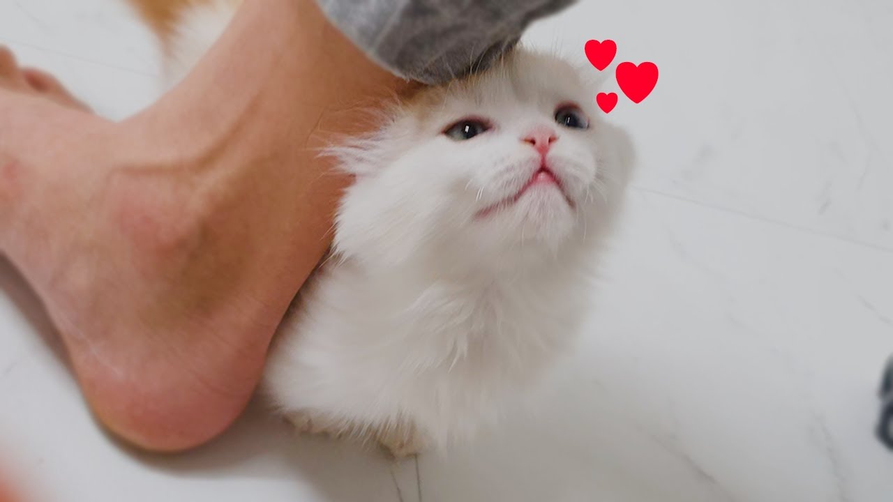 When I Call My Baby Cat, He comes Running and acts Cute #Munchkin #Family
