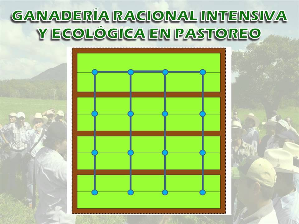 Ganadería Racional Intensiva y Ecológica En Pastoreo