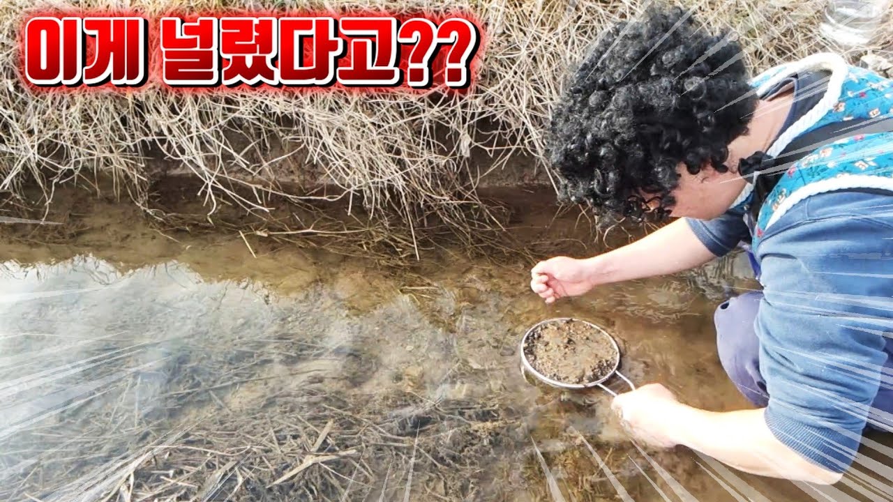 청정지역에서 민물의 보석을 잡아서 다양한 요리와 함께 막걸리 한 잔 했습니다