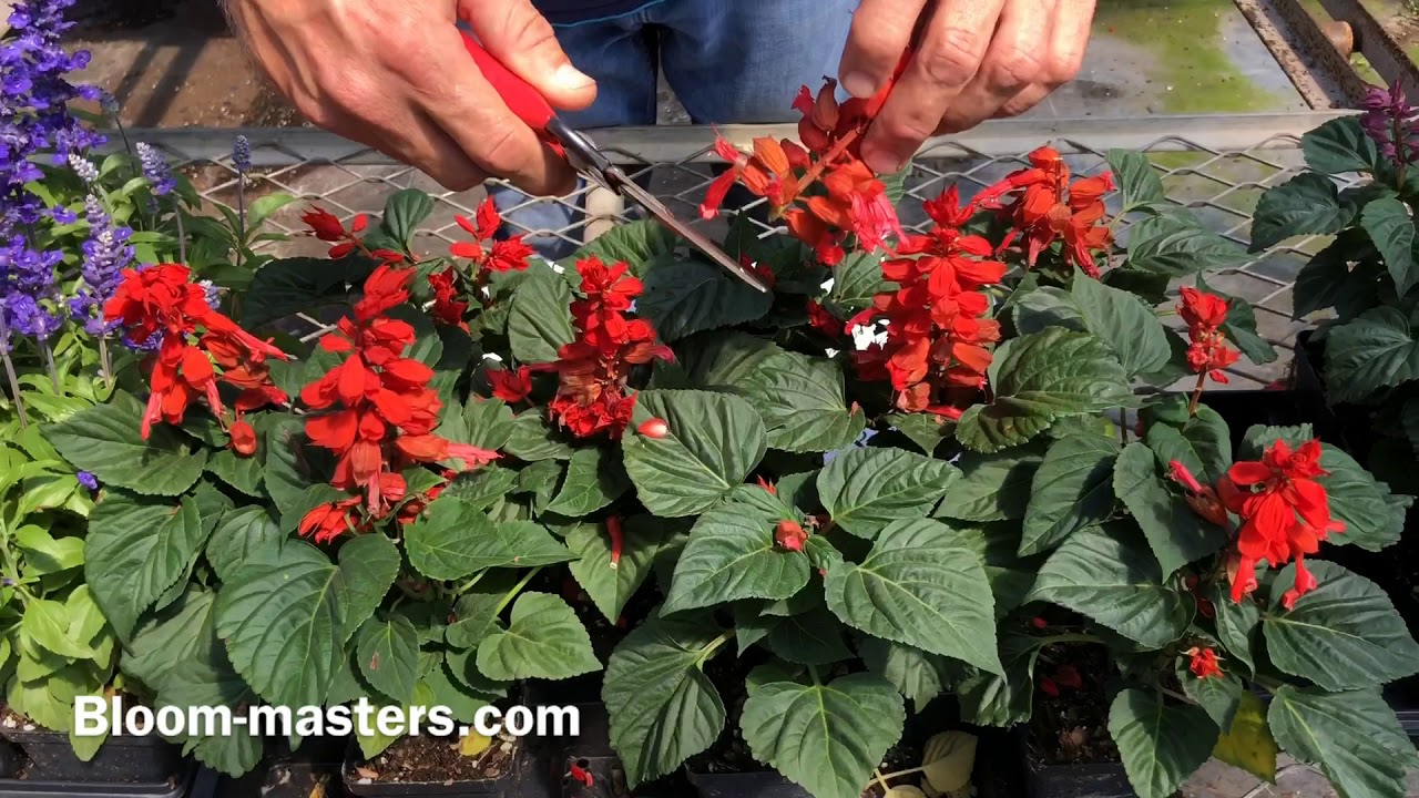 All About Salvias