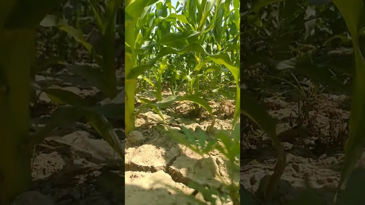 farmer WhatsApp Status|| farmer Song Status || WhatsApp Status || #Shorts#Status #farming #ytshorts