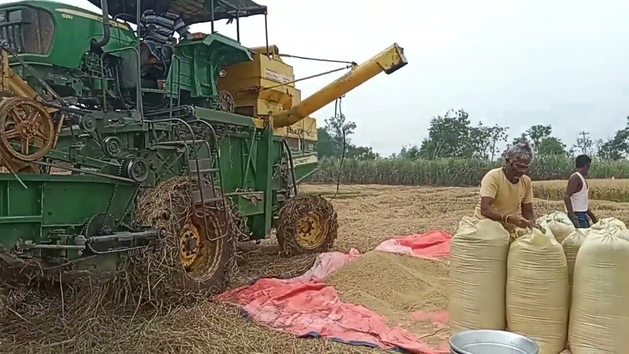 நெல் விவசாயம் நெல் அறுவடை