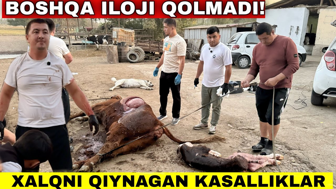Бунакаси Факат Киноларда Курасиз! Ветеринар Хайоти Бунчалар Кийин Деб Уйлмагандим! #2025 #молбокиш 