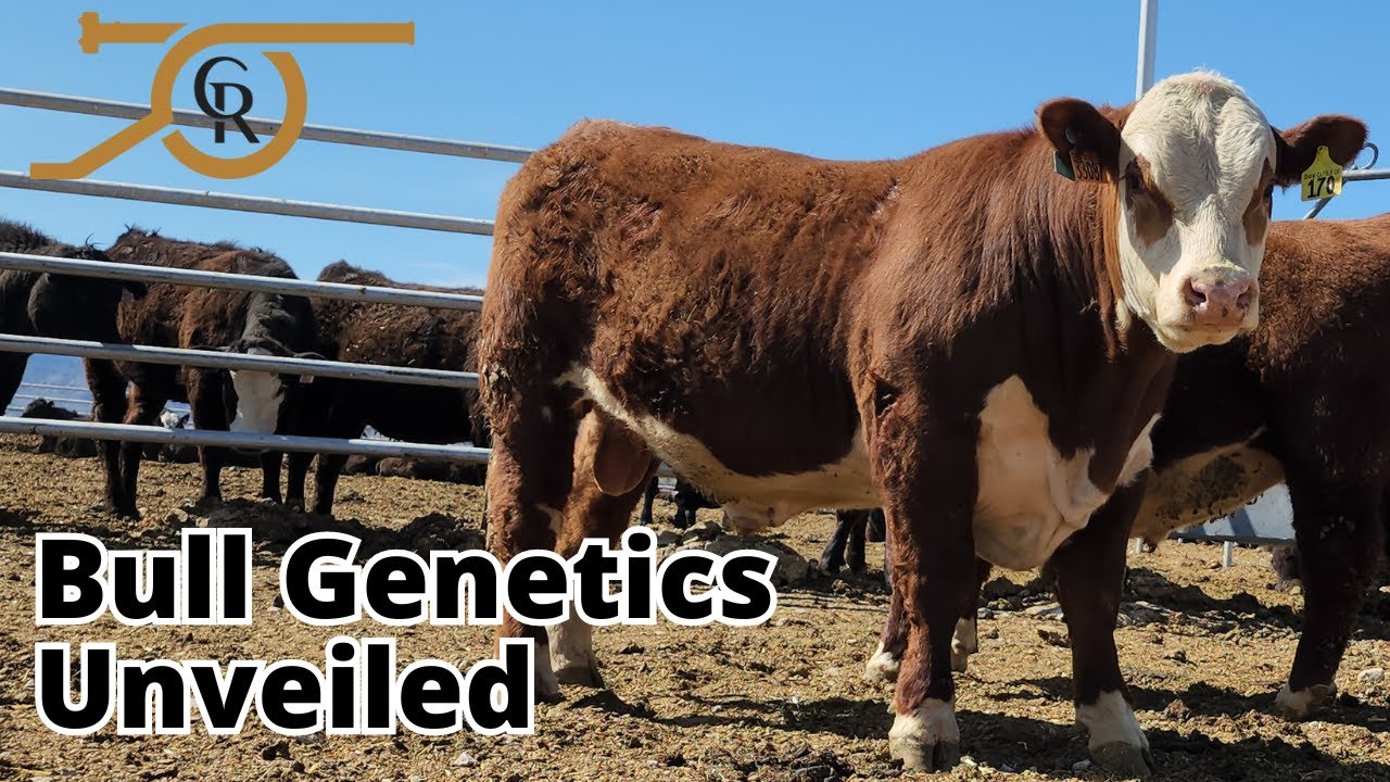 Elite Hereford Bulls: Winning in the Top 1%