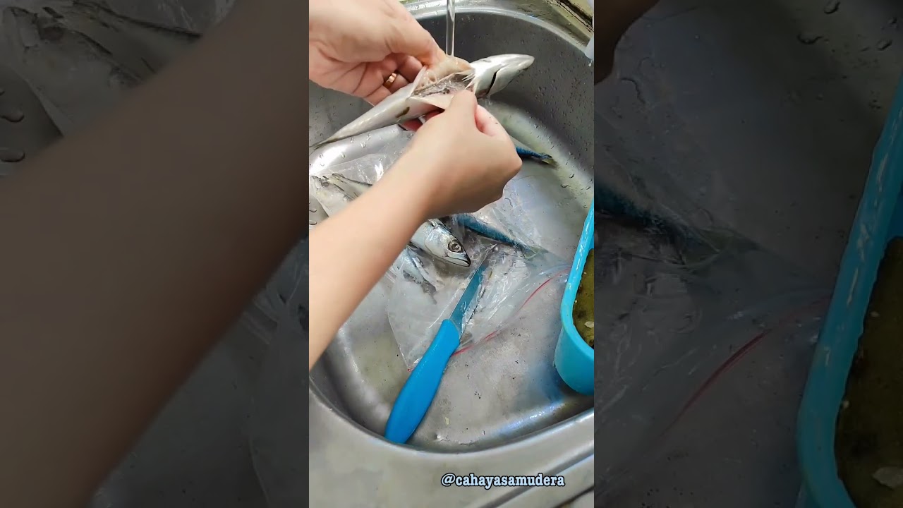 Ikan Salem #cahayasamudera #ikanmakarel #ikansalem #seafood #shortvideo