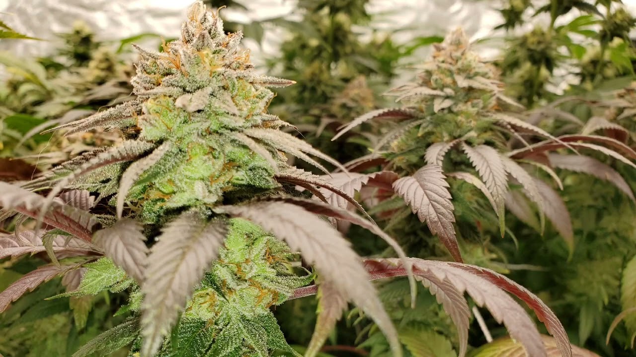 Wk8 🍇🍒🍊💨 @indoorpromisedland @hempwithgg @educationwiththegrowboss6586 @NUGGY-420-A.D.E.D