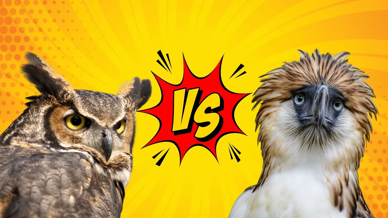 Great Horned Owl vs Philippine Eagle (Cassowary, Emu, Harpy eagle, Ostrich)