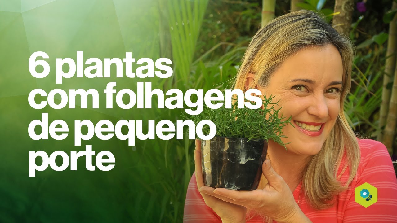 6 plantas com folhagens de pequeno porte para dentro de casa