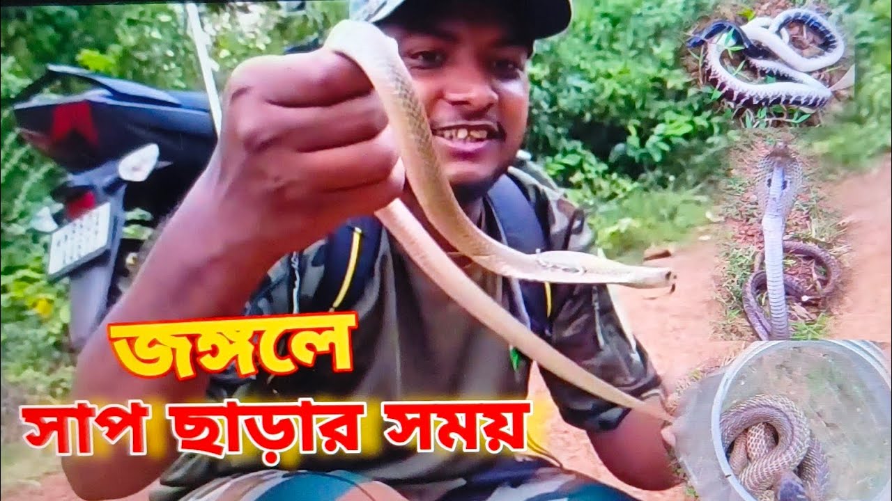 সাপ ছাড়া 🥵 | Snake Release | #snake #wildliferescue #youtube 