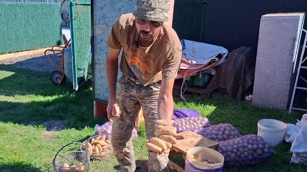Цей сорт картоплі смачний та проблемний🥔🥔Ціна на неї космос‼️Чим годуєм свиней❓️Ціна на Сою ❓️