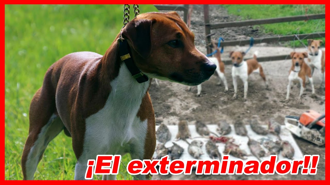 Esto SUCEDE al MEZCLAR varias razas de TRABAJO – Plummer Terrier