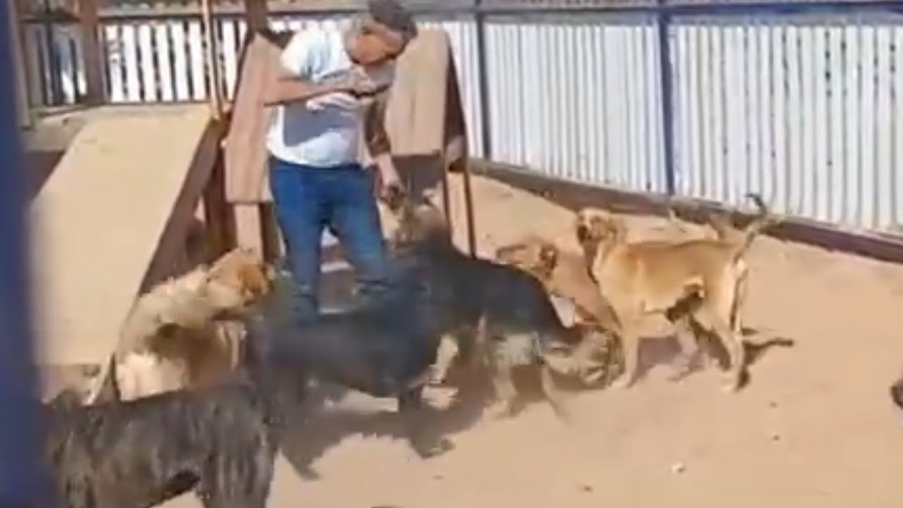 Oggi vi porto a vedere i nostri tanti cani in clinica dott Albert 🐶