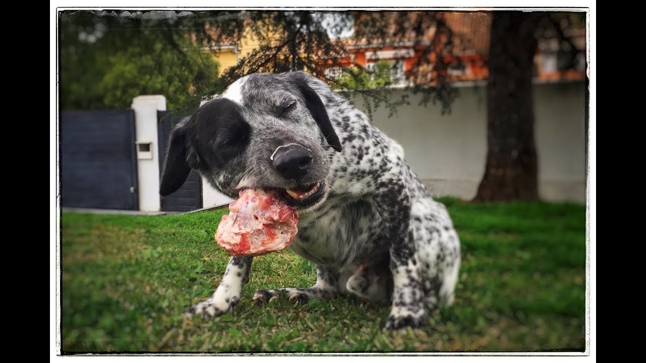 ▶▶ COMO ALIMENTAR A TU PERRO CON POLLO CRUDO 🐓🐓 ---  (MODELO DE PRESA-BARF)