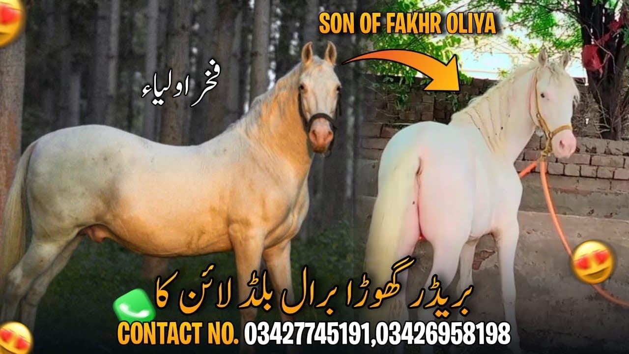 Breeder Ghora Son of Fakhr Oliya 🐴|| Height 62 inch ❤️|| Desi Horse Breed in Pakistan 🇵🇰 