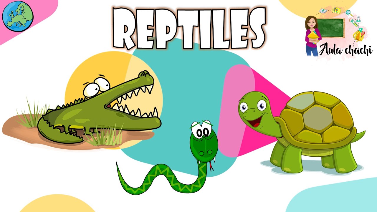 Reptiles - Animales Vertebrados | Aula chachi - Vídeos educativos para niños