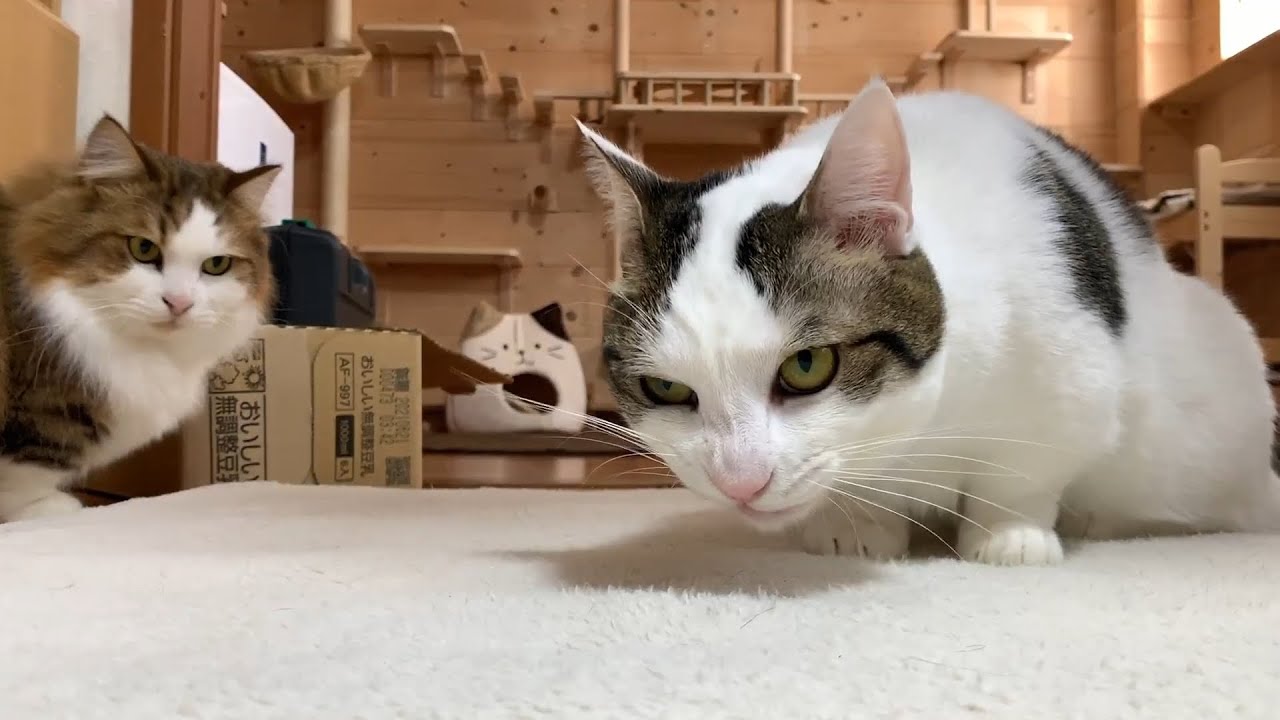 実は焼き海苔を狙っていた猫