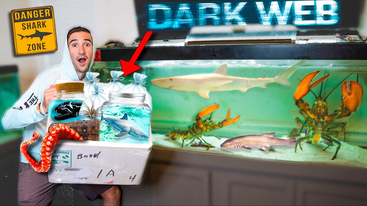 DON’T BUY LIVE SHARKS Off The INTERNET…