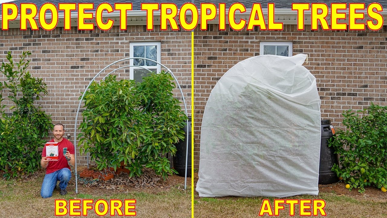 Easy DIY Guide To Protecting FRUIT TREES From Cold