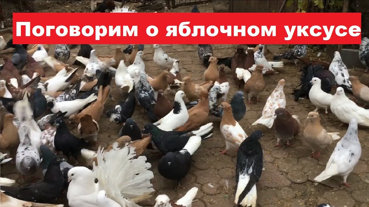 Какие ошибки допускают голубеводы при использовании яблочного уксуса для пропаивания голубей.