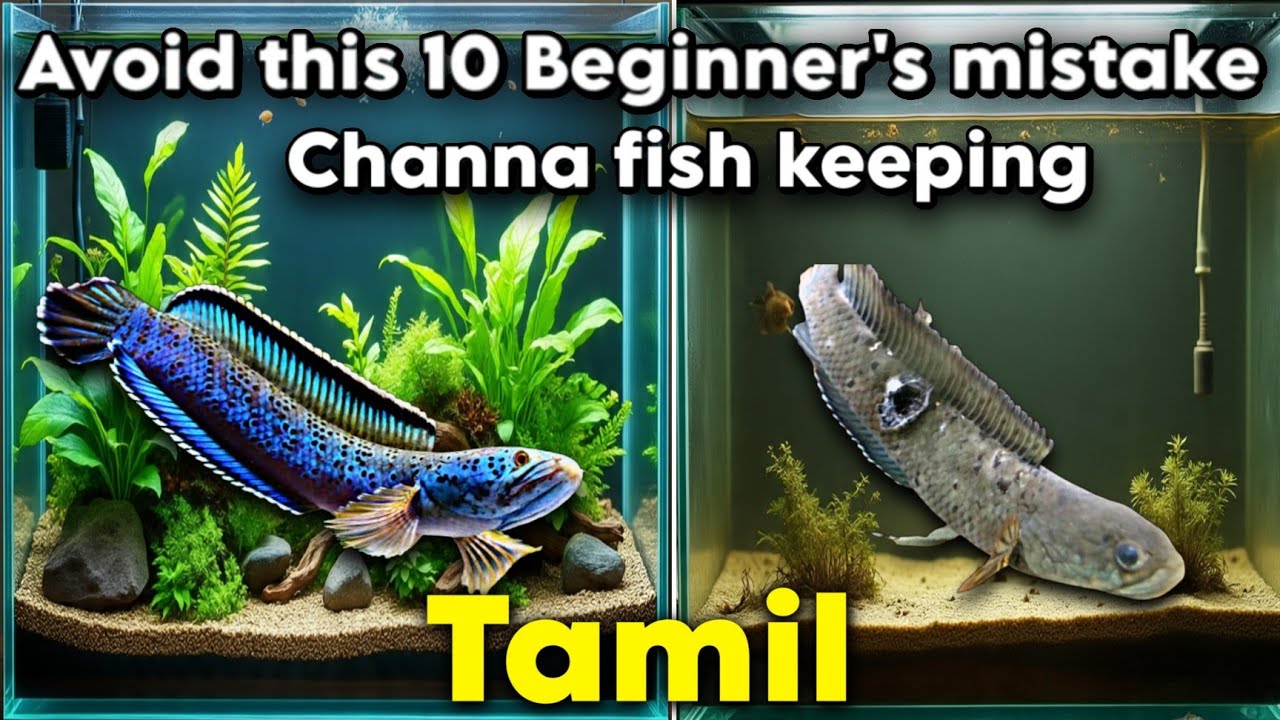 Avoid this 10 Beginner's mistake of channa fish | Tamil 