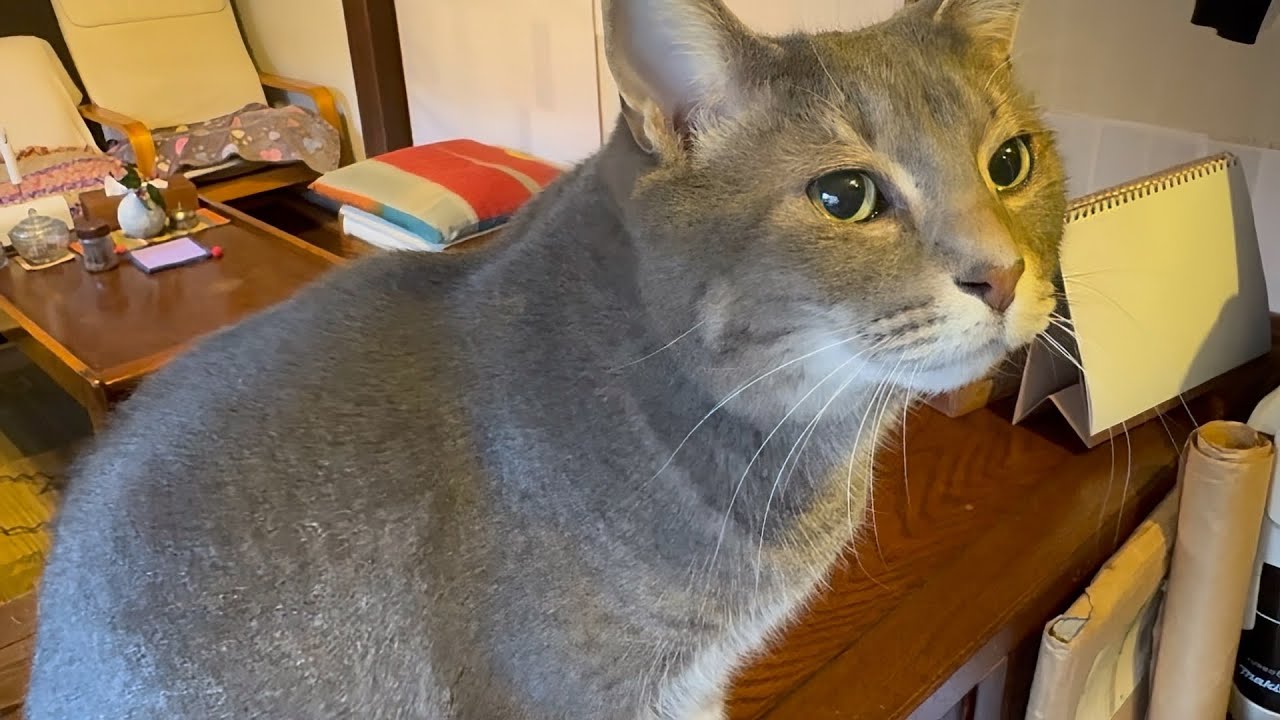 お腹が空いて..  おばあちゃんの肩をたたいて促して..  一緒に2階に上がっておじいちゃんに挨拶して..  美味しい朝ごはんを食べて大きなベッドで寛ぐ猫・・・