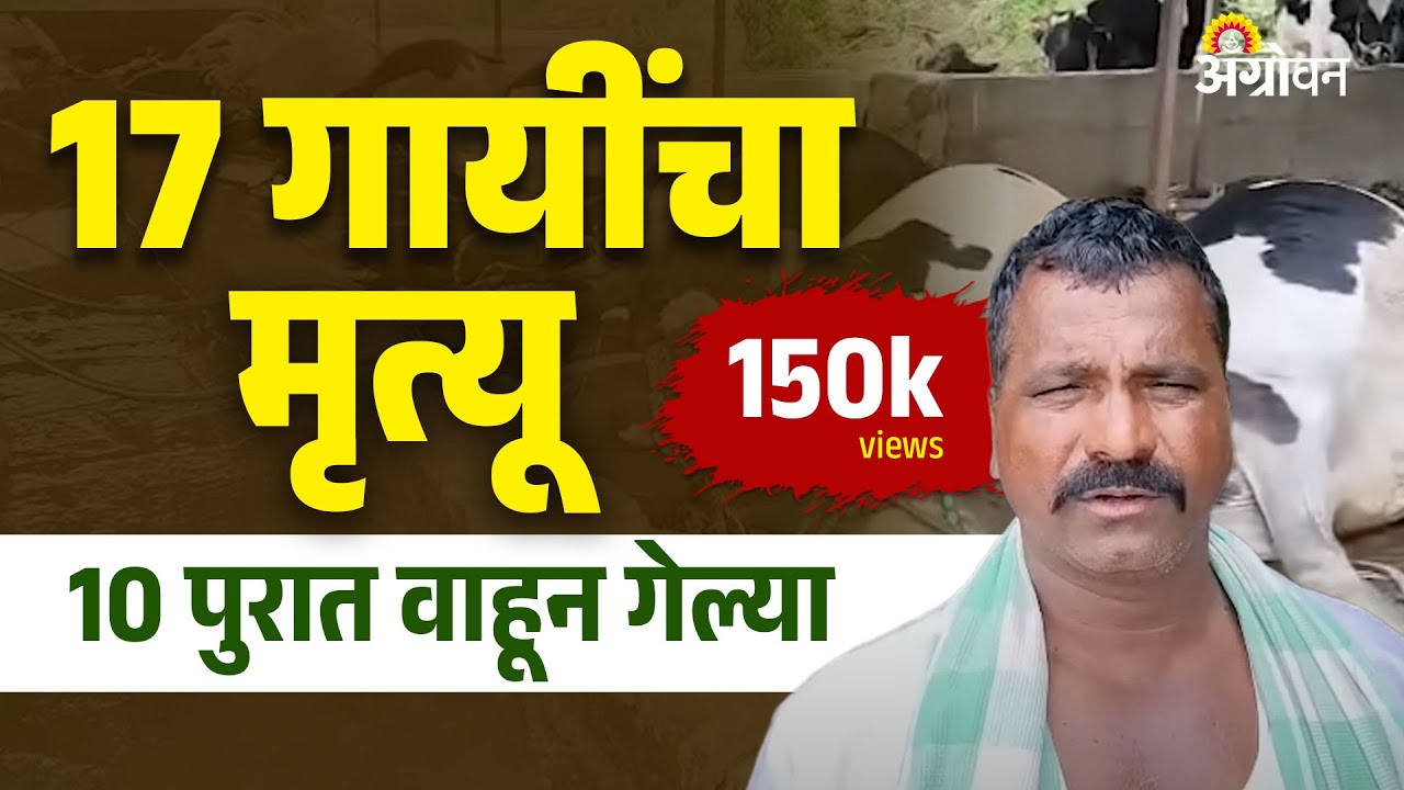 Marathwada Rain : धाराशिव मधील मुसळधार पावसामुळे शेतकऱ्याचं ३०-३५ लाखांचं नुकसान| Agrowon