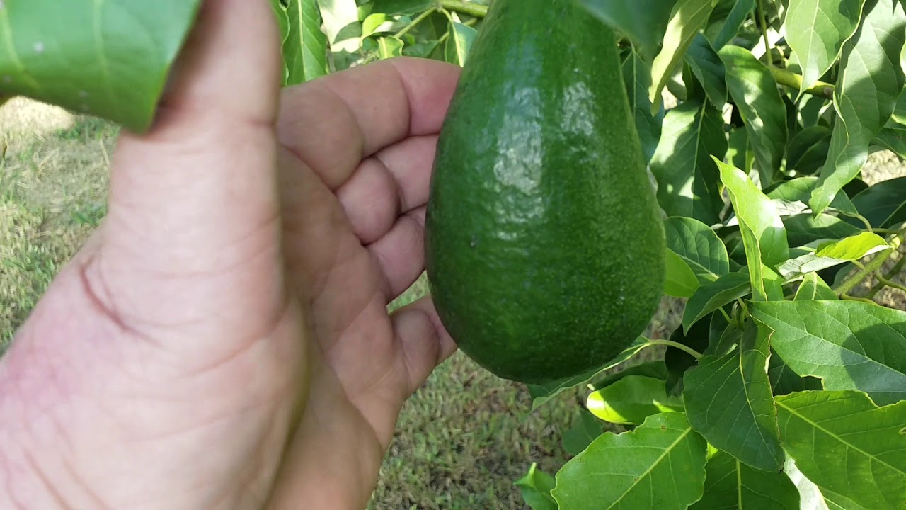 texas avocados