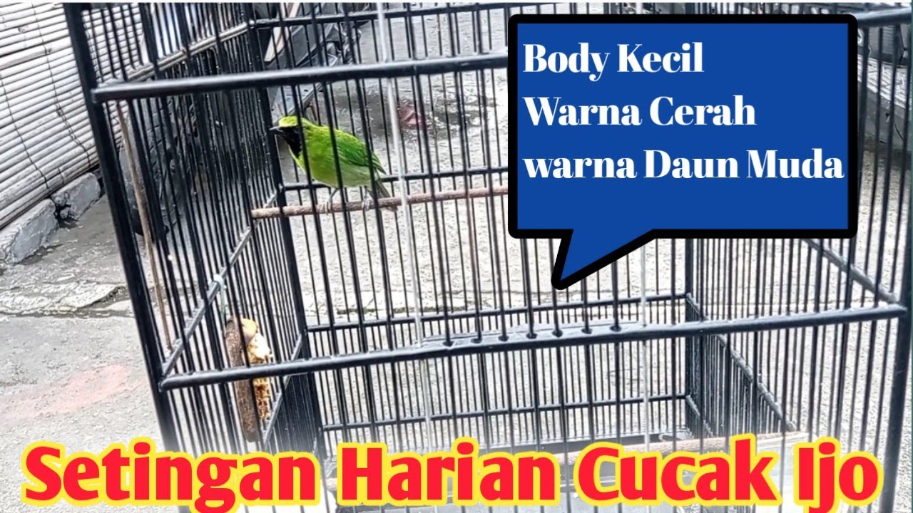 setingan harian cucak ijo body kecil warna cerah