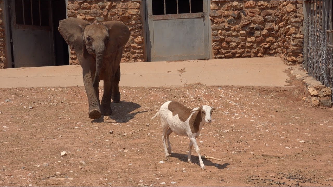 Okutala - Frida Elephant & Amore Sheep - Part 1