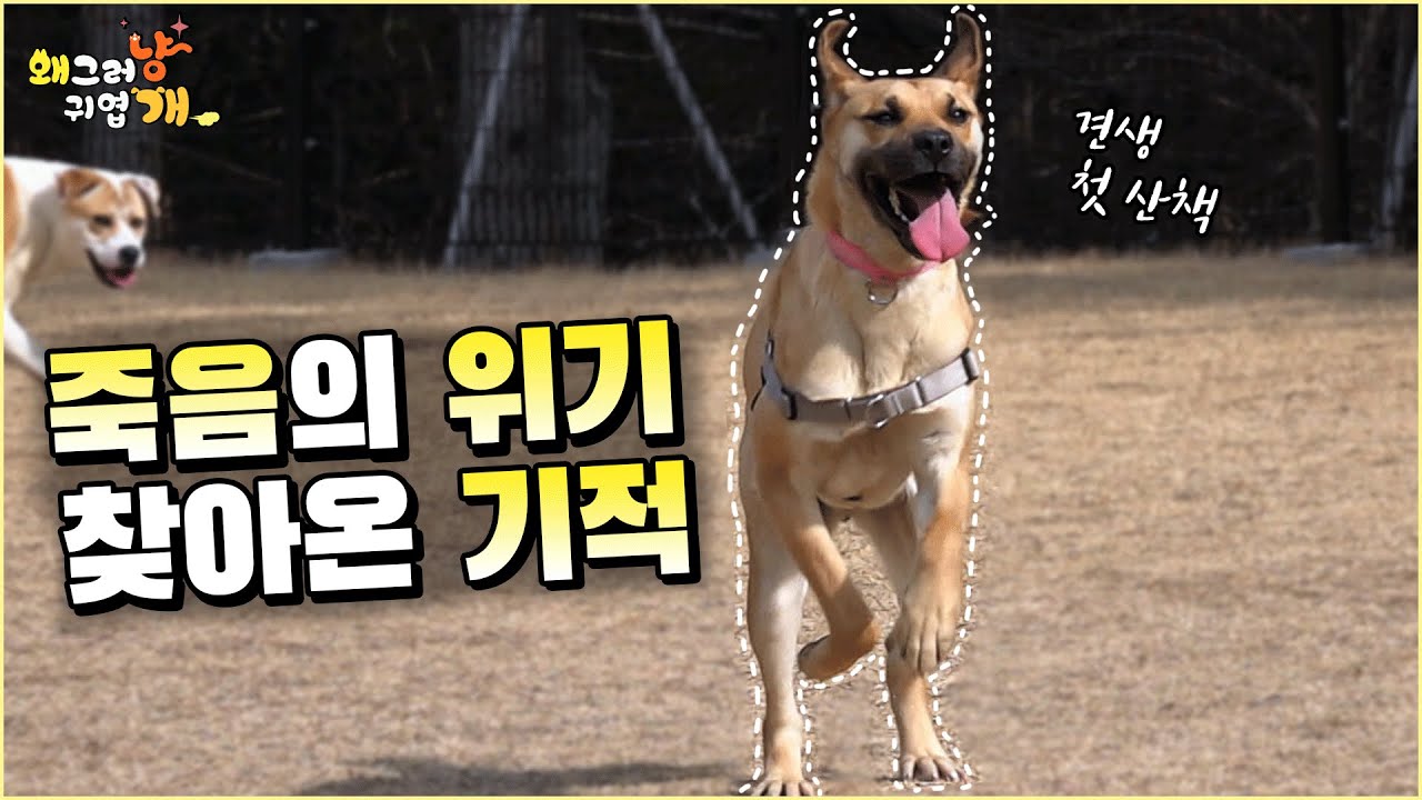 계양산 불법 개농장 아이들이 가족을 찾습니다 🤗