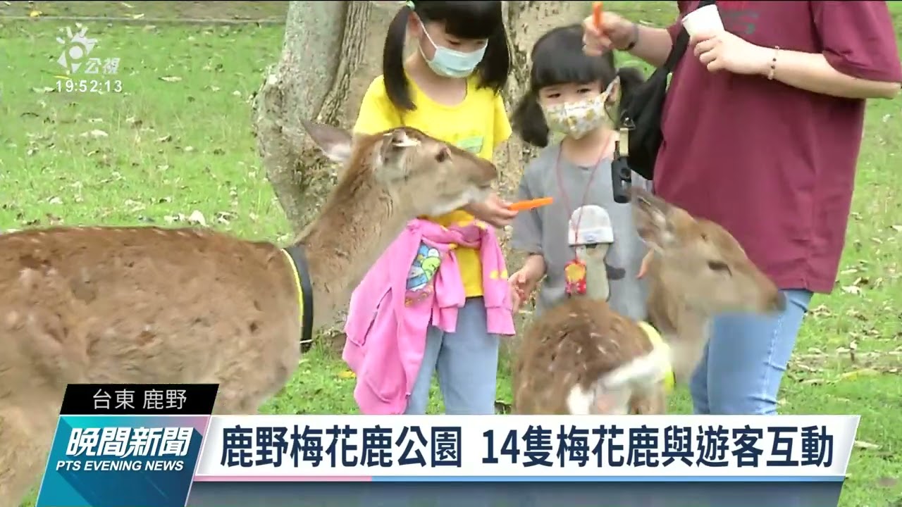 打造台灣版奈良 台東鹿野梅花鹿公園正式開幕｜20220321 公視晚間新聞
