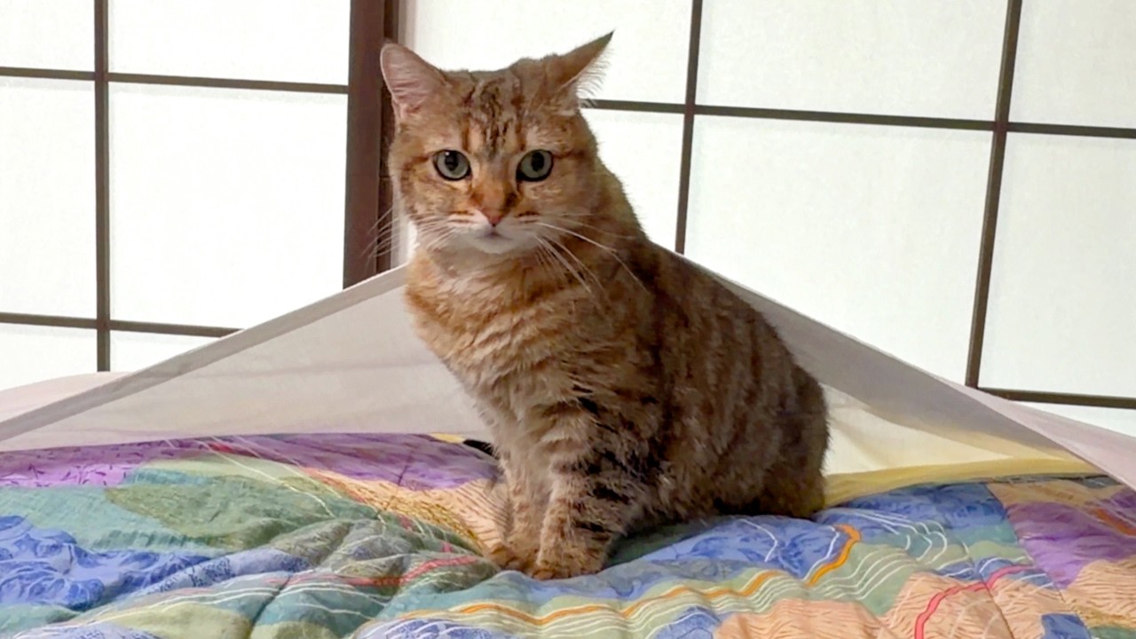 和室で寝たら猫の溜まり場になって最高でした