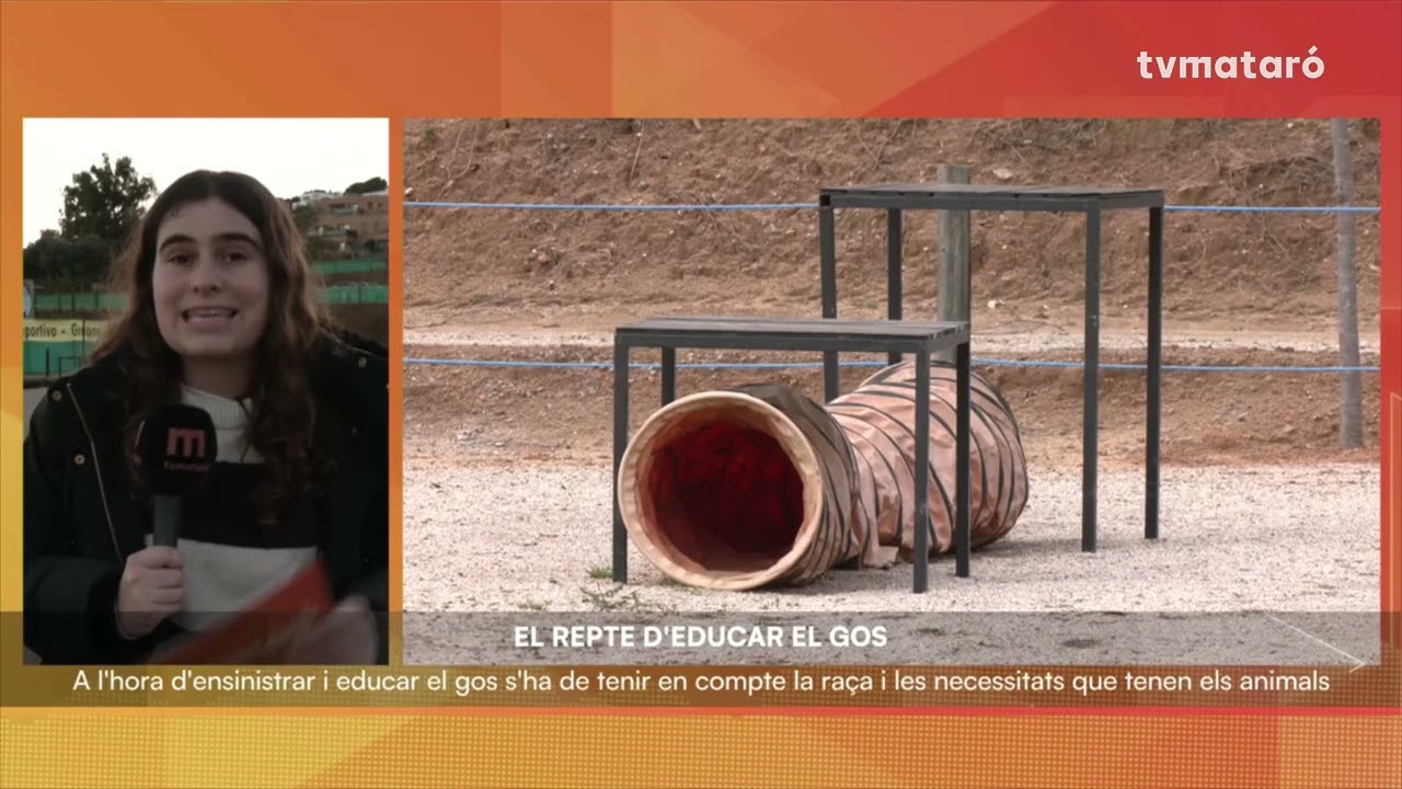 Com educar un gos?