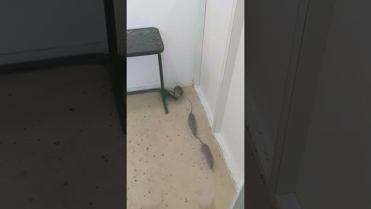 Roof Rat mating behavior.  Don't watch if it you don't want to see rats having sex.