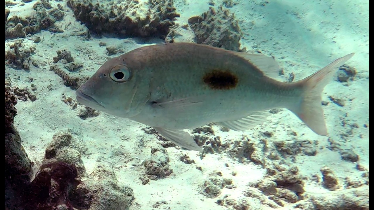 Thumbprint Emperor - Pesce Imperatore dalla macchia nera - Lethrinus harak - www.intotheblue.it