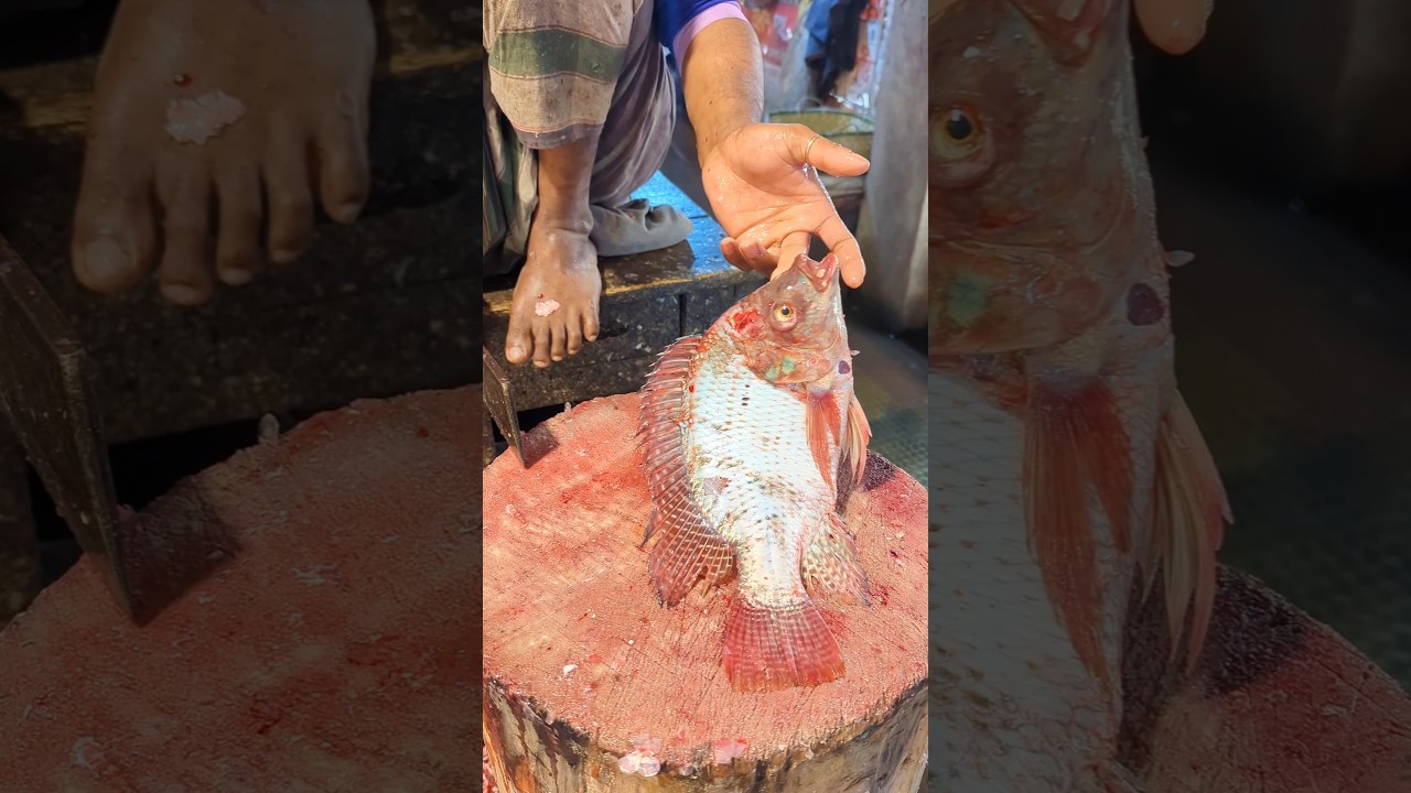 Big Tilapia Fish Cutting ASMR | Clean & Fast Cutting 