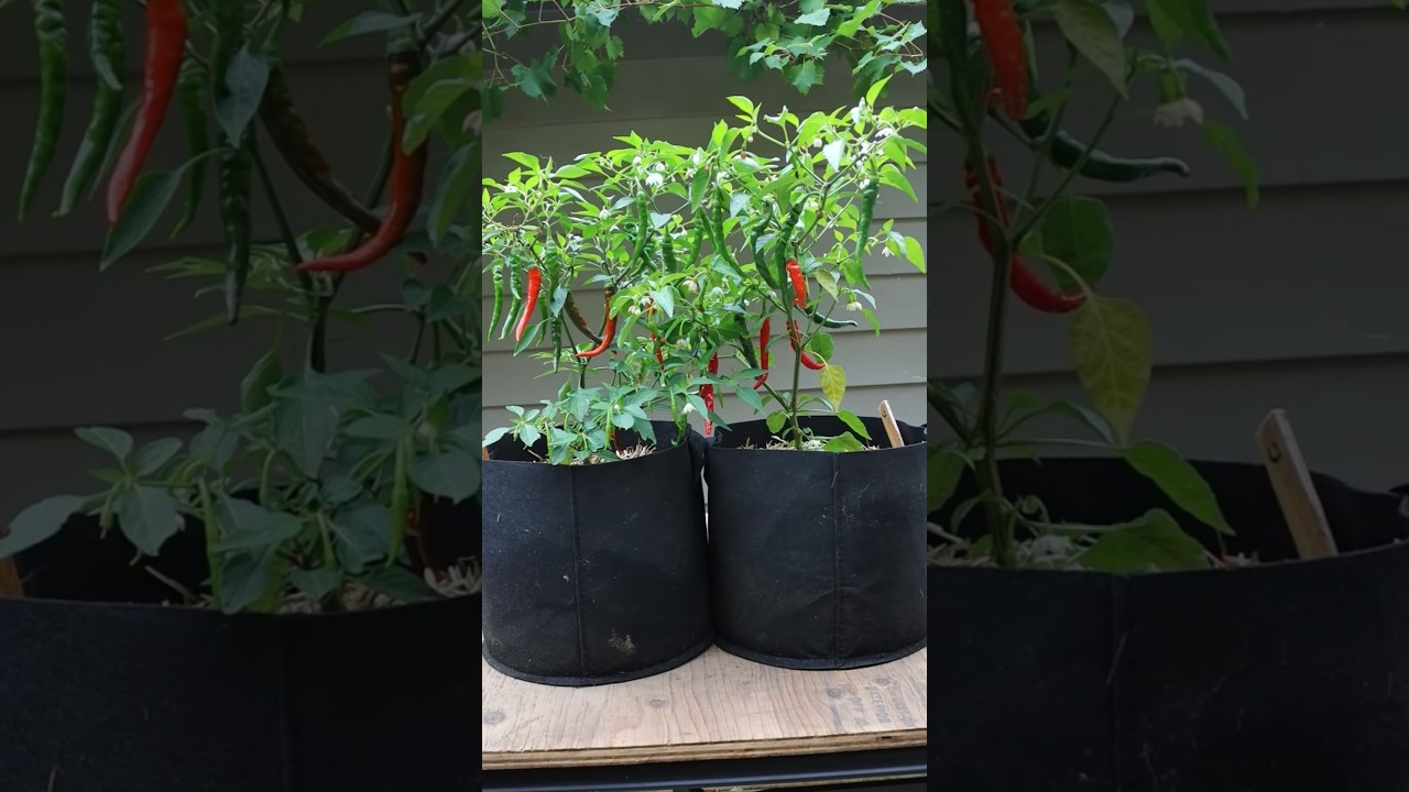 TRUE or FALSE: Compost is enough fertilization for Peppers to thrive 🧐. Follow for more experiments!