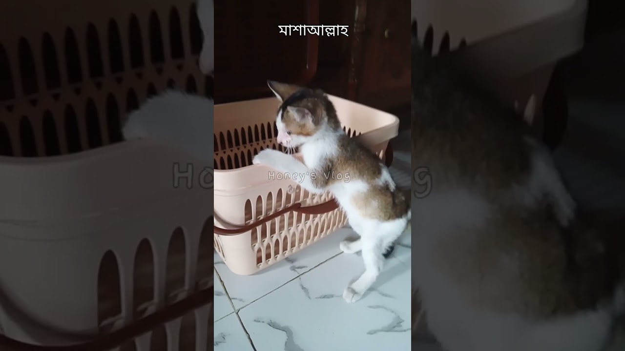 #catfunny #catvideos #funny