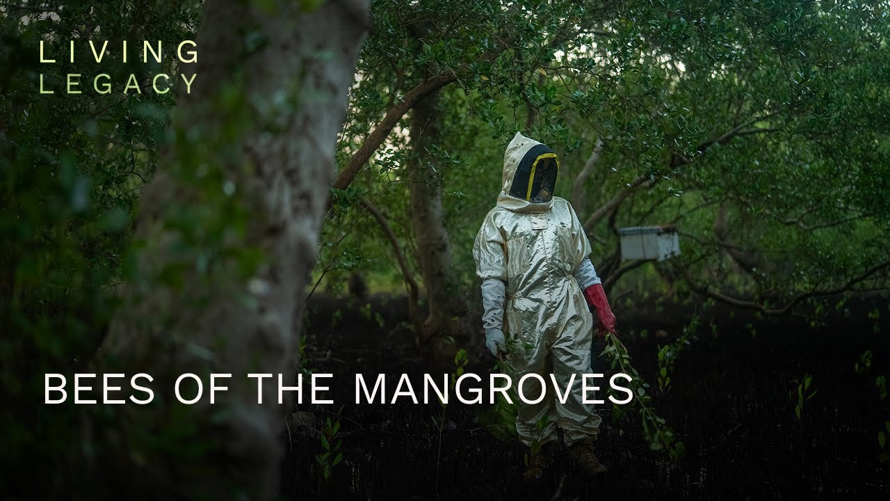 Bees of the mangroves | Living Legacy | BBC StoryWorks