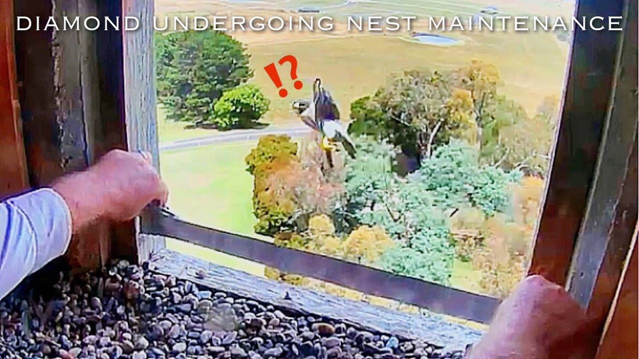 #315🦅Falcon Nest ❶／Box Camera - FalconCam Project LIVE