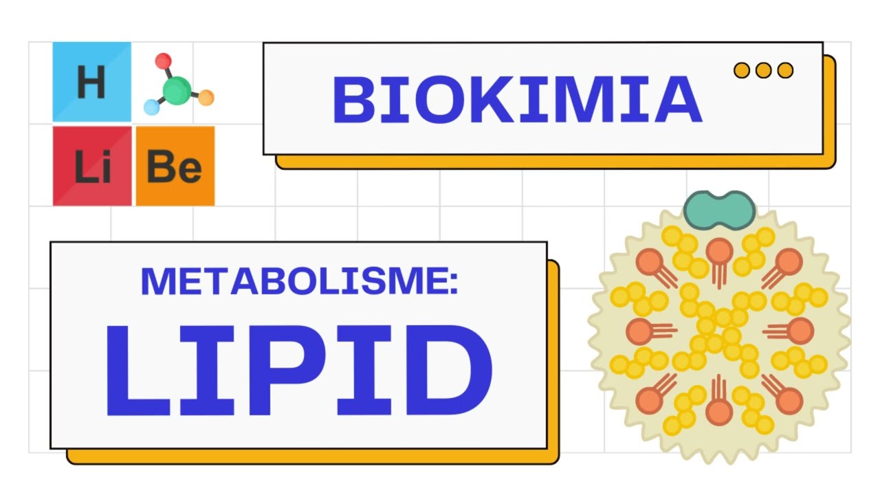 Metabolisme Makromolekul Lipid (lipogenesis-lipolisis) | Biokimia 101